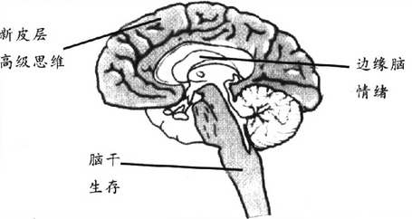 引领右脑