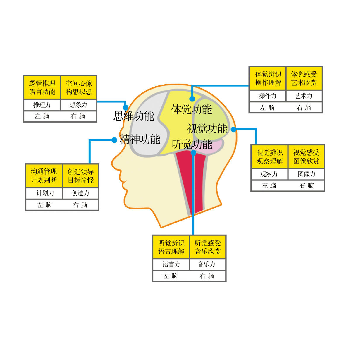 引领右脑